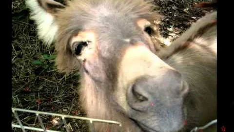 Meet our Donkeys