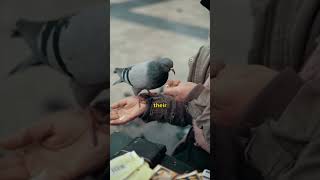 Pigeon: The World’s First Mail Service 💌