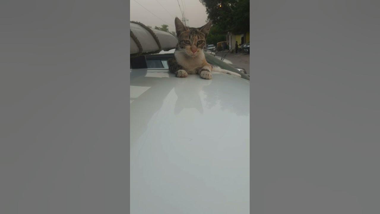 cat-need-water-shortsfeed-cat-shorts-youtube