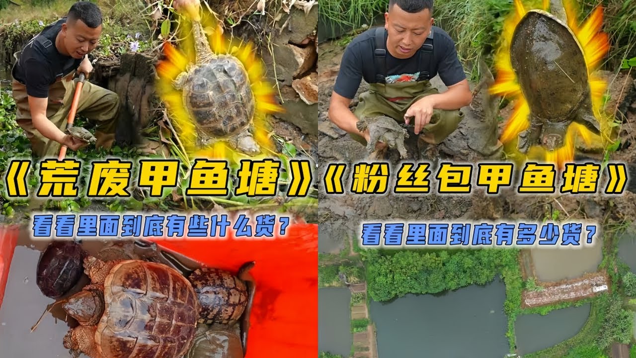 小飞哥花1300元包下荒废10多年的甲鱼塘，里面到底有什么货？｜花2000元包下爷爷家的老甲鱼塘，看看里面到底会有什么？