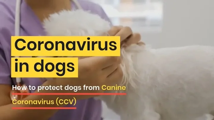Coronavirus in dogs | how to protect dogs from Canine Coronavirus (CCV) | ejy news