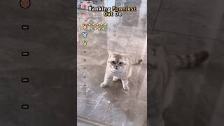 Ranking the Cutest Cats#fyp#funny#viral #FunnyCats #cutecat#catvideos