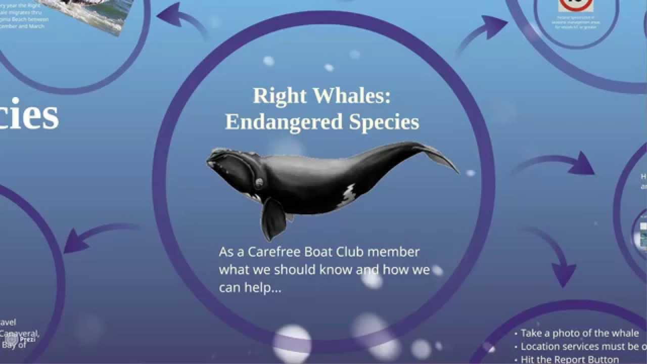 Right Whales In Virginia Beach You Right Whales In Virginia Beach