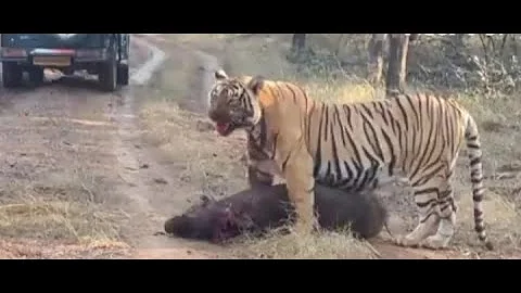 tigress noor hunts wild boar Ranathambore. #tigervsboar