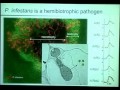 Plant Biology: Sophien Kamoun's talk at the 77th CSHL Symposium, June 2012