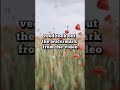 Veed: The Ultimate Watermark Swap!#VideoEditingHumor #Veed #WatermarkFails #RelatableContent