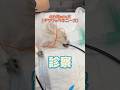 フェルトを誤食した4カ月のmix犬が動物病院にやってきた!