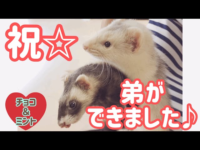 フェレットに新しい家族が増えました【お迎え＆バトル編】はじめての