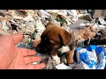 Homeless puppy, shy girl, city dump