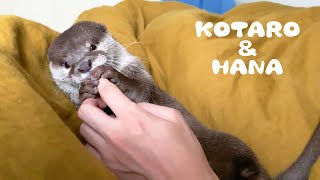 Hana the Otter Likes Being Babied