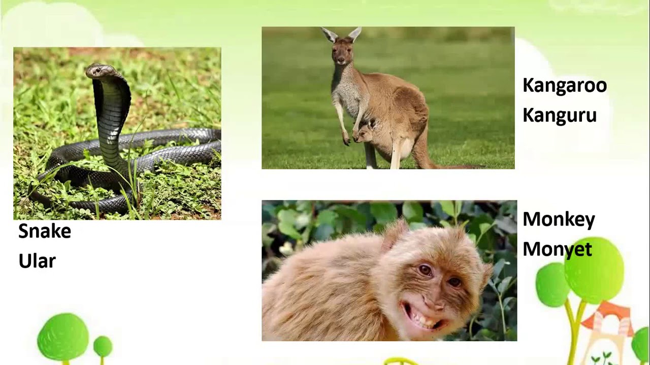 Bahasa Inggris Kelas 3 - Animals - YouTube