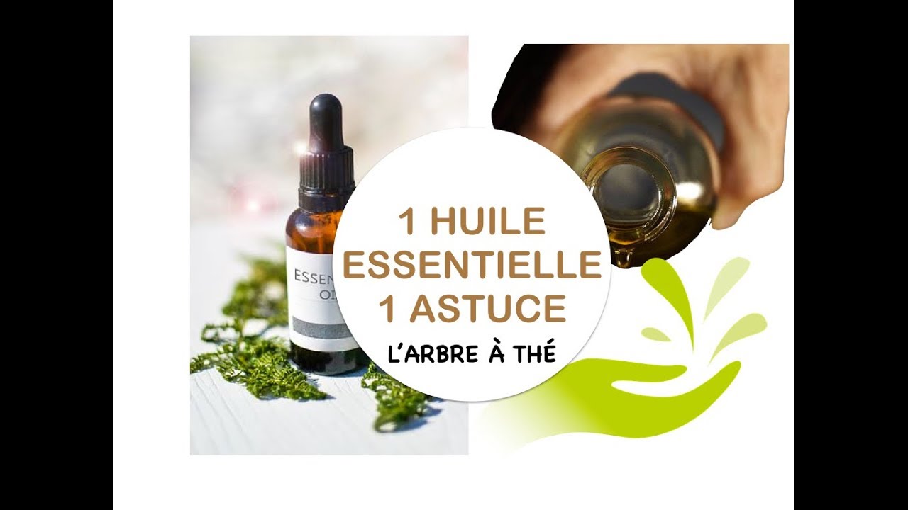 L'Huile Essentielle d'arbre à thé (Melaleuca Alternifolia) - YouTube