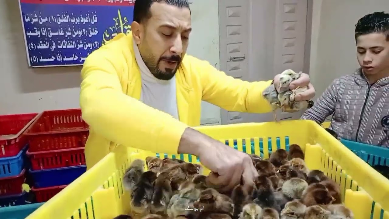 انقلاب مفاجئ في الكتاكيت والبط اليوم في معمل البرماوى 1/15