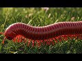 Amazing Millipedes: The wonder of millipedes crawling on trees and leaves