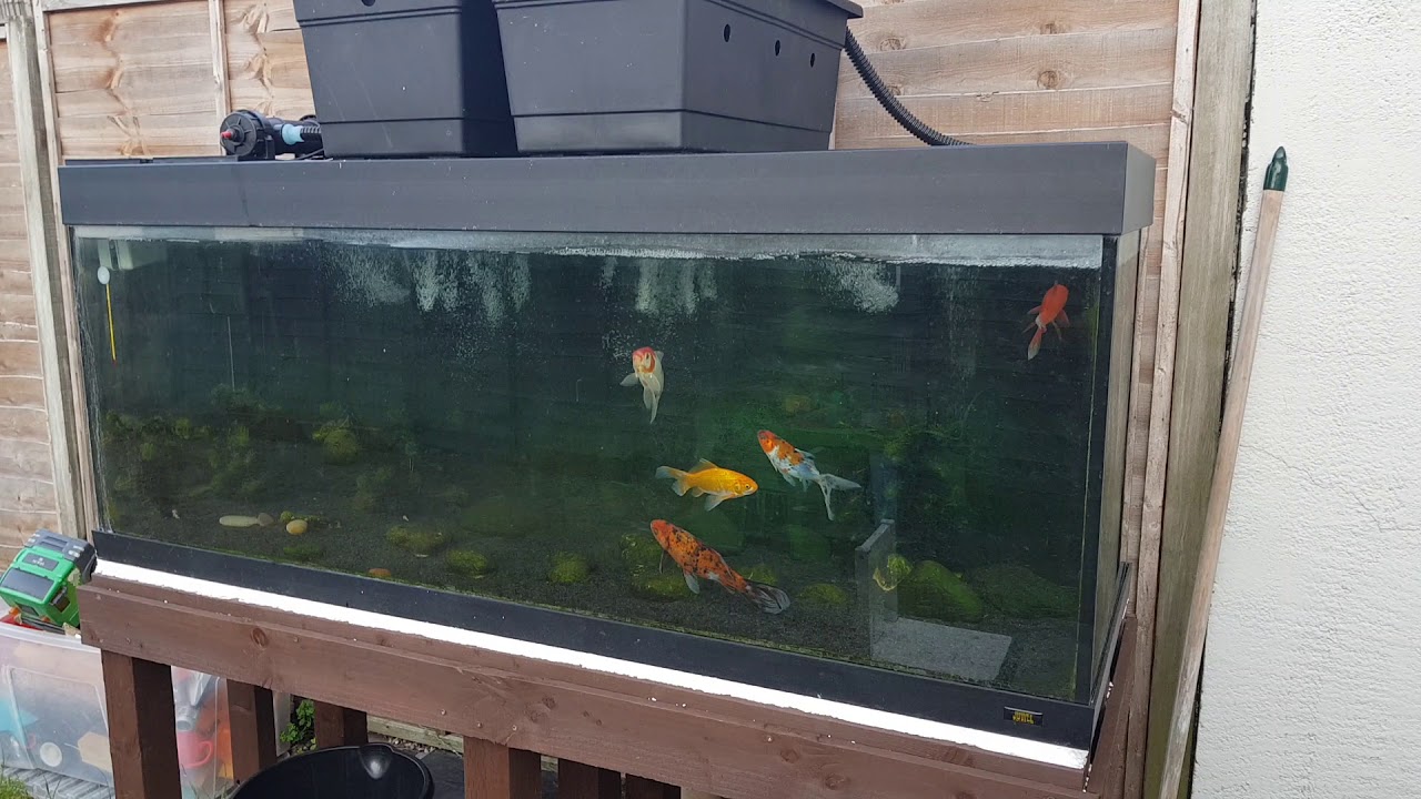 100 gallon outdoor goldfish tank YouTube