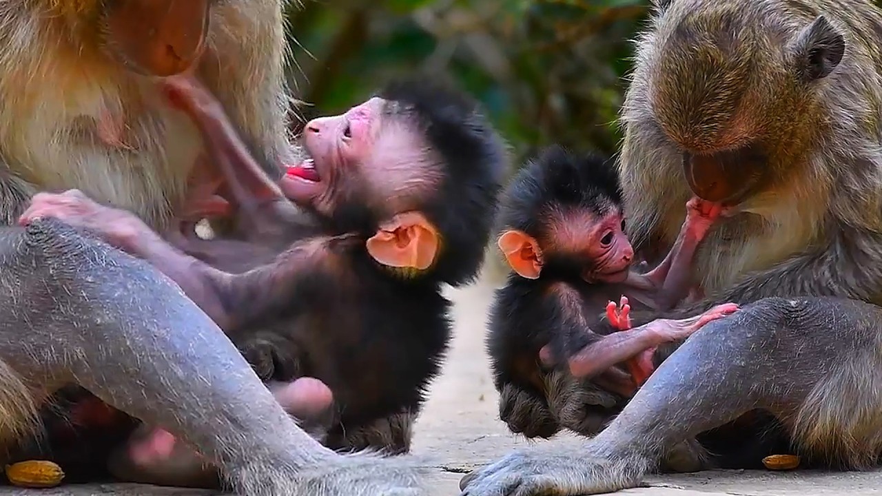 Adorable Wildlife 2026,Mommy and baby monkey bonding moments