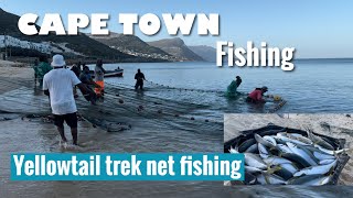 Cape Town Fishing - Yellowtail Trek net fishing at Simon’s Town Long Beach