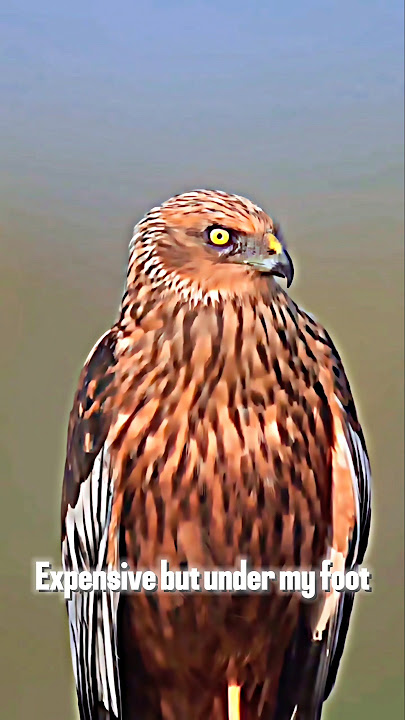 Eagle Attitude status | whatsapp status |😎🦅 Being Alone is Power #attitude #anshimacreation #shorts