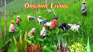 The Traditional legacy practices of indigenous people farming in harmony with Nature