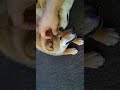 仲良し姉妹【柴犬】