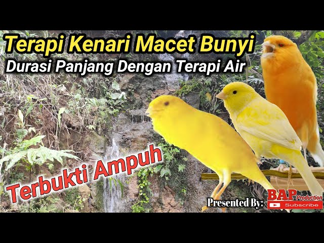 SUARA TERAPI BURUNG KENARI MACET BUNYI class=