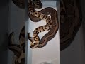 1.0 Pastel Enchi Leopard 0.1 Pinstripe #CataractRoyals #BallPython #Breeding