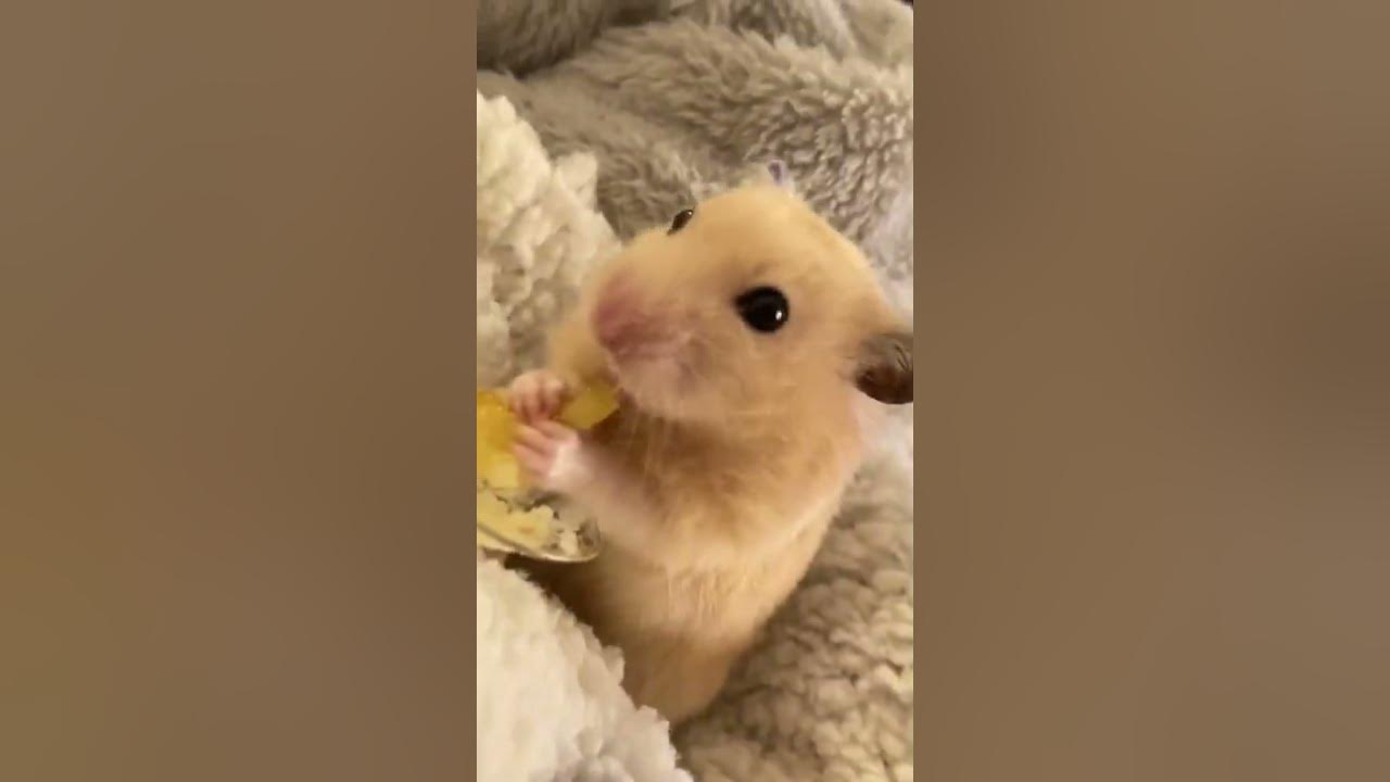 可愛くお芋を食べるキンクマハムスターのきゅうり - Maxres2