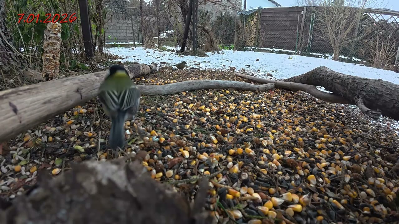 zjawiły się kawki, a reszcie ferajny wydaje się to nie przeszkadzać, chyba to zasługa mrozu