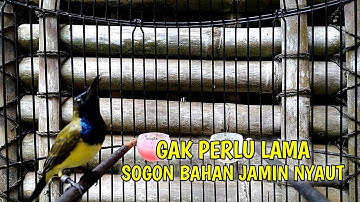 BUKTIKAN !! CUKUP 1 MENIT SOGON BAHAN LANGSUNG RESPON DAN GACOR
