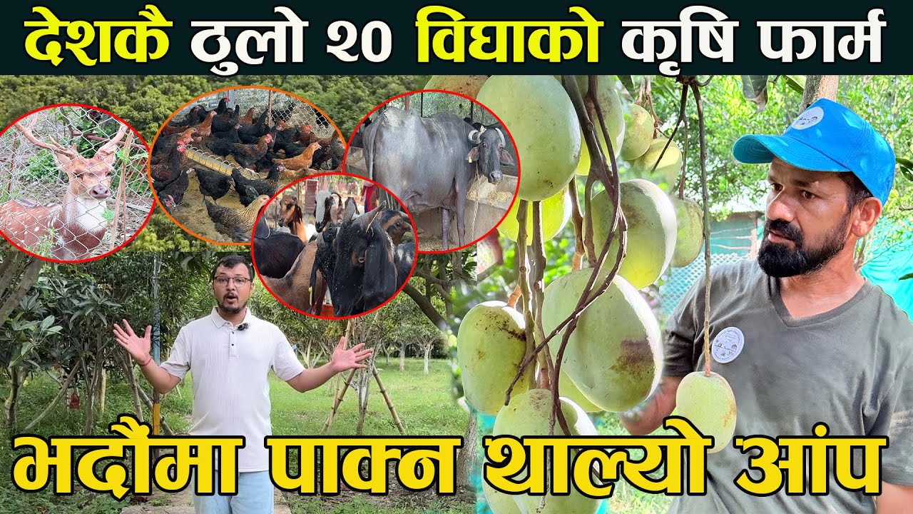 नेपालकै ठुलो २० विघाको कृषि फार्म ,भदौमा पाक्न थाल्यो आँप Nepal ko  thulo krishi farm | Shah krishi