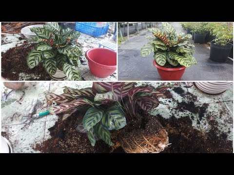 Video: Peacock Plant Care - Chăm sóc cây trồng trong nhà Calathea Peacock