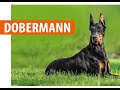 Dobermann | Доберман | Нохойн үүлдэр №04 |