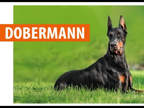 Видео: Доберман Пинчер нохойн үүлдэр харшилтай, эрүүл мэнд ба амьдралын үргэлжлэх хугацаа