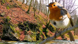 जंगल में पक्षियों की सुंदर धुन चिंता और थकान को दूर करने में मदद करती है