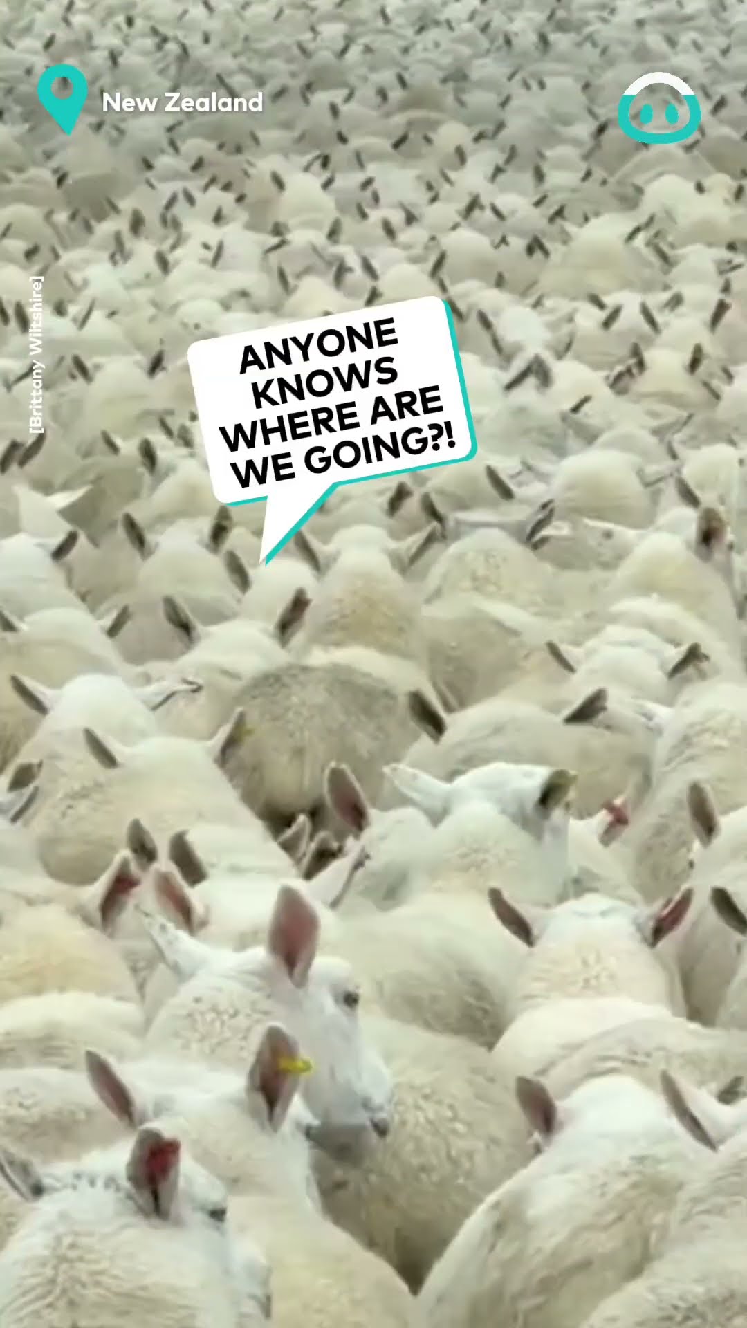 Huge Flock Of Sheep || ViralHog