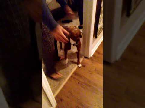 blow-horn-prank-on-dog