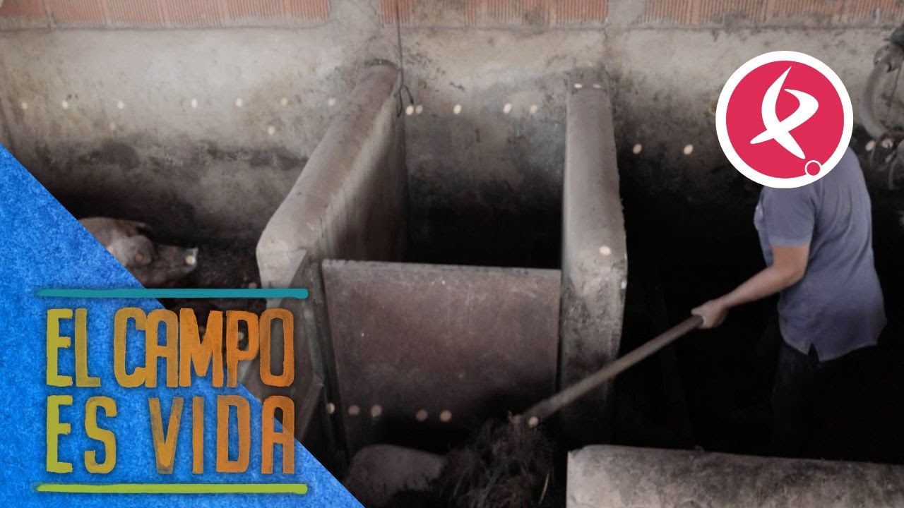 Chabeli cambia ovejas por cerdos | El campo es vida