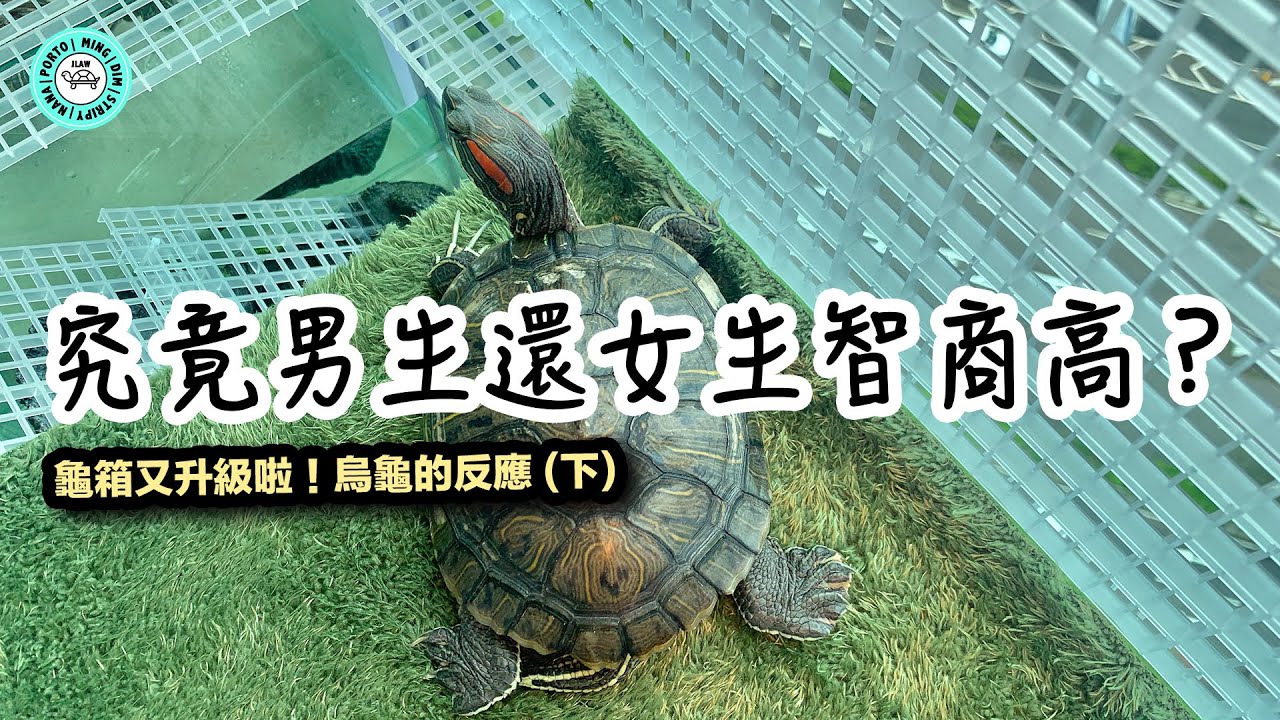 究竟🐢男生還是女生智商高？｜看到升級龜箱的反應〖下〗｜【小龜成長日記】