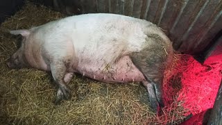 видео: Опорос свиньи от А до Я. Такого опороса у меня еще не было!!! картинка: Опорос свиньи от А до Я. Такого опороса у меня еще не было!!!