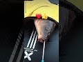 Fishing Hook Removal Tool #fishing #fish #shorts