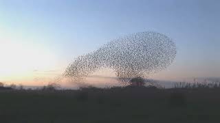 Высшие Существа проявленные через необычное движение птиц