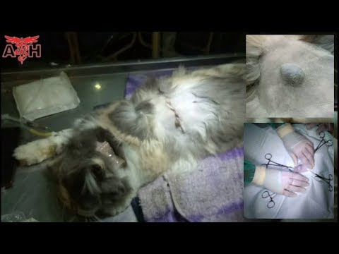 Video: Daim Tawv Nqaij Mob Khees Xaws (Basal Cell Tumor) Hauv Cats
