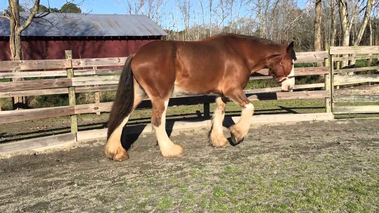 Thunder Equine (Horse) Shivers Case 3 Trot Attempt YouTube