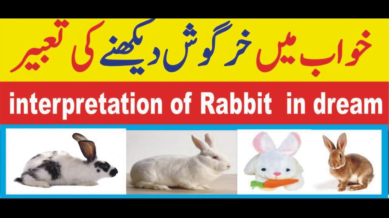 Khwab Mien Khargosh Dekhna Rabbit Dream Meaning Khargosh Pakarne Ki