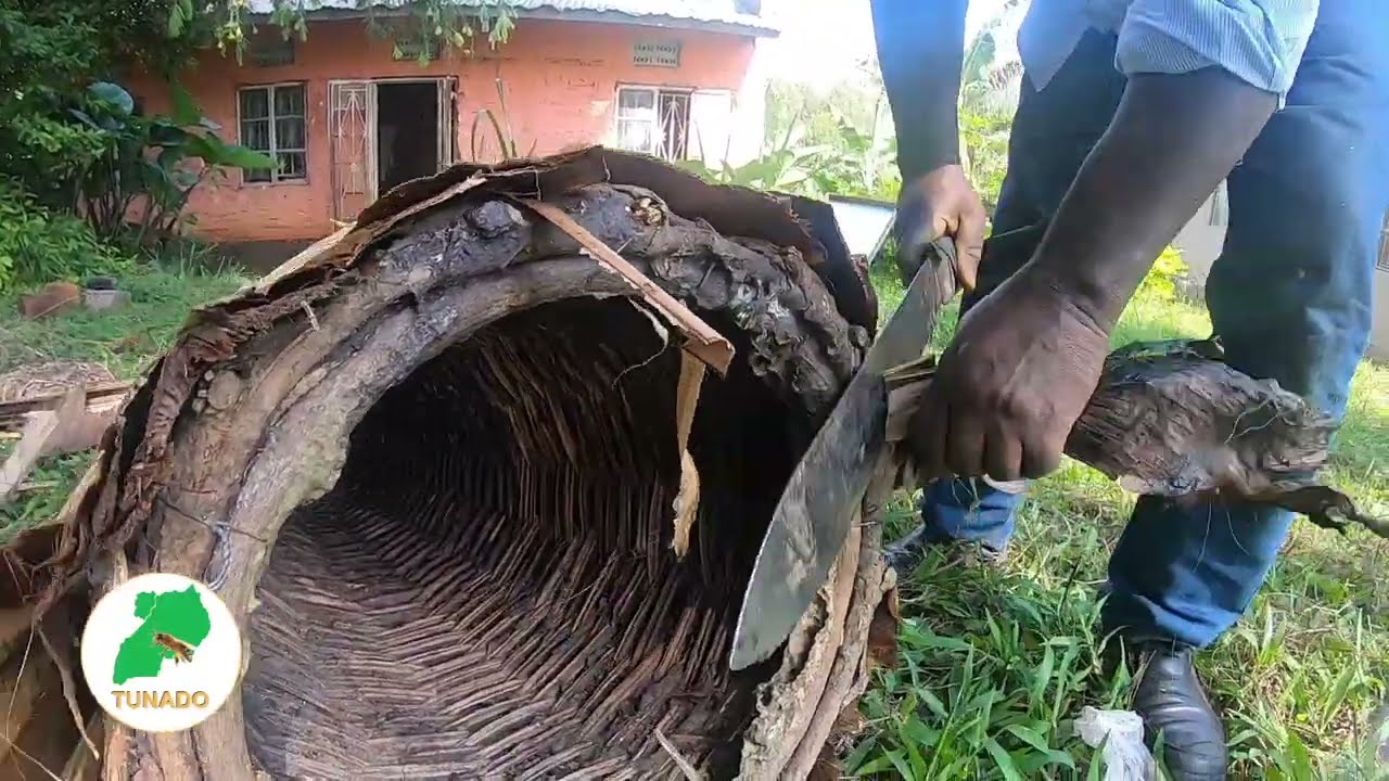 Как привлечь пчёл в улей в местном стиле за 10 минут