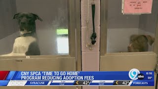 CNYSPCA 'Time to Go Home' program reducing adoption fees