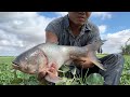 Amazing catching Strange fish in mud dry season 2020