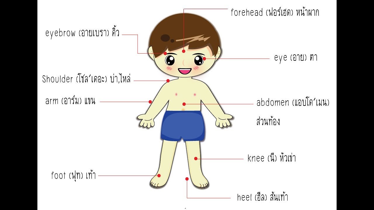 คำศัพท์ภาษาอังกฤษ หมวดร่างกาย Body Vocabulary การ์ตูนความรู้ - YouTube