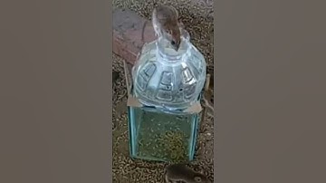 S0all Box Glass Mouse Trap | Best Mouse Trap - DIY Homemade Part 04