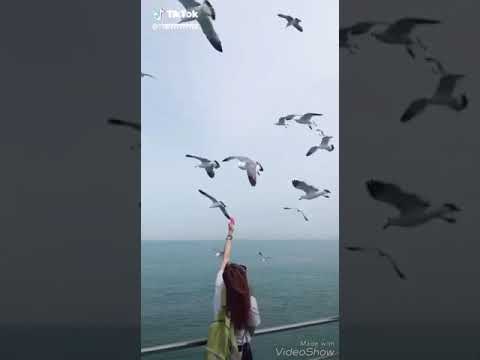 تبكي الطيور تدبل زهووور ترحل شموس و يبقى ظلام